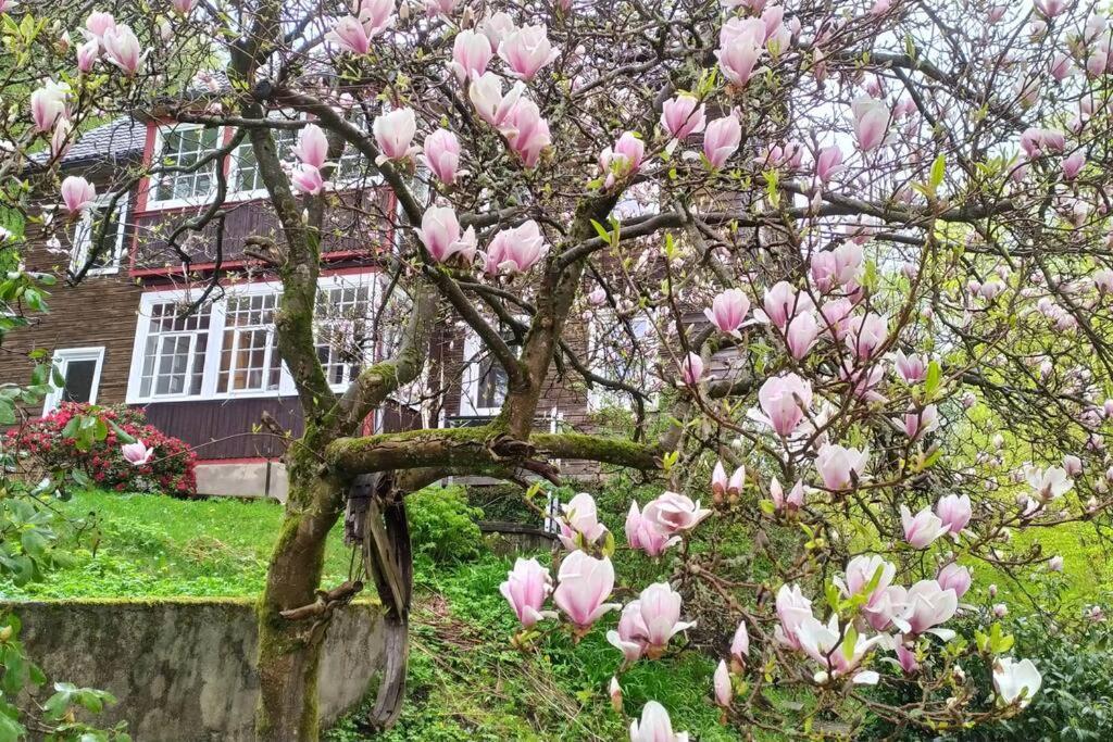 Haus Am Wald Zorge 16+ Gaeste Walkenried Exterior foto